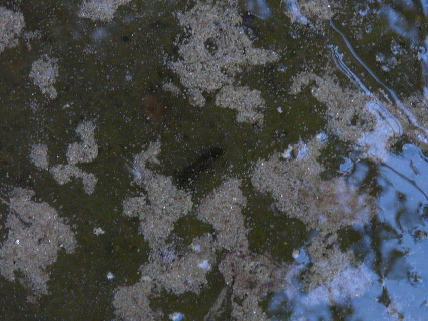 Il Laghetto del Centro di Entomologia - Piombino (LI)